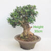 Olive Bonsai Tree Number 39Y