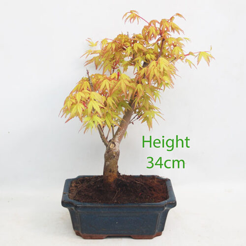 Acer Palmatum Katsura Japanese Maple Bonsai Tree Number 141P