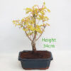 Acer Palmatum Katsura Japanese Maple Bonsai Tree Number 154P