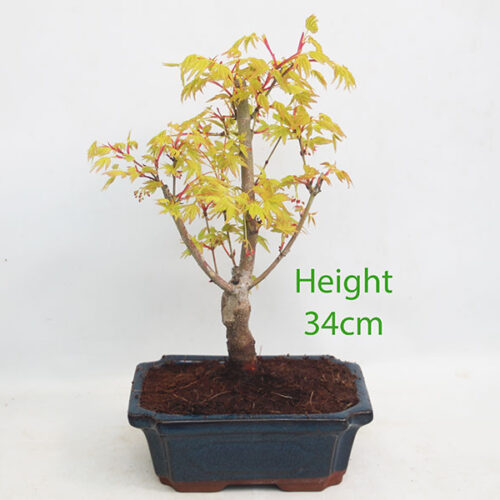 Acer Palmatum Katsura Japanese Maple Bonsai Tree Number 154P