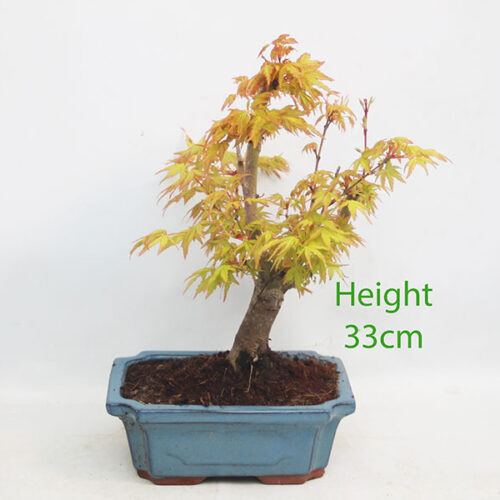 Acer Palmatum Katsura Japanese Maple Bonsai Tree Number 178P