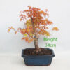 Acer Palmatum Katsura Japanese Maple Bonsai Tree Number 354P
