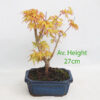 Acer Palmatum Katsura Japanese Maple Bonsai Small