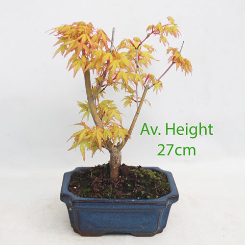 Acer Palmatum Katsura Japanese Maple Bonsai Small