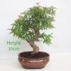 Acer Palmatum Japanese Maple Bonsai Tree Number 52Y