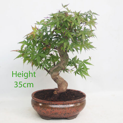 Acer Palmatum Japanese Maple Bonsai Tree Number 52Y