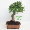 Acer Palmatum Japanese Maple Bonsai Tree Number 351P