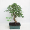 Acer Palmatum Japanese Maple Bonsai Tree Number 57P