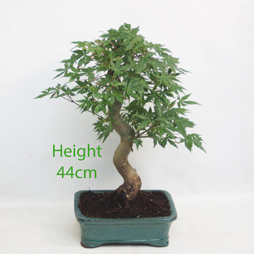 Acer Palmatum Japanese Maple Bonsai Tree Number 57P