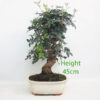 Pistachio Bonsai Tree Number 86Y