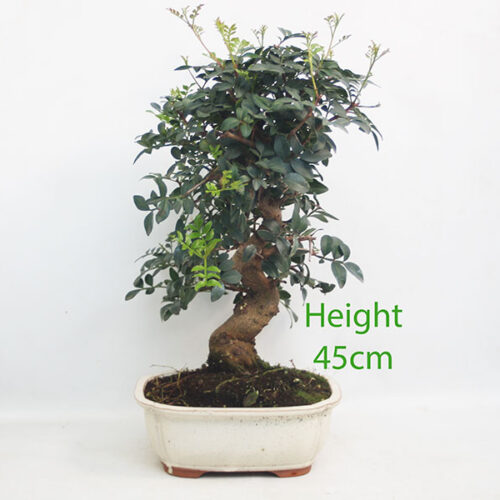 Pistachio Bonsai Tree Number 86Y