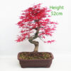 Acer Palmatum Deshojo Japanese Maple Bonsai Tree Number 360P