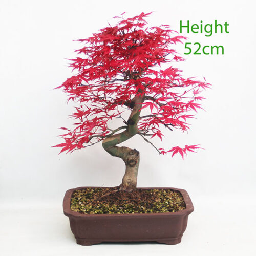 Acer Palmatum Deshojo Japanese Maple Bonsai Tree Number 360P