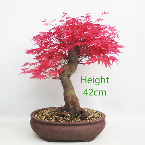 Acer Palmatum Deshojo Japanese Maple Bonsai Tree Number 305P