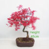 Acer Palmatum Deshojo Japanese Maple Bonsai Tree Number 77P