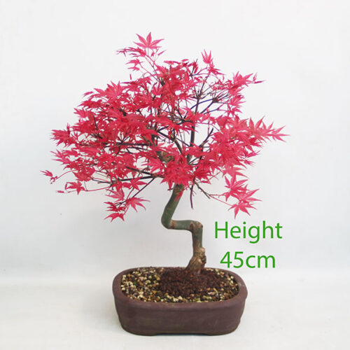 Acer Palmatum Deshojo Japanese Maple Bonsai Tree Number 77P