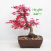 Acer Palmatum Deshojo Japanese Maple Bonsai Tree Number 311P