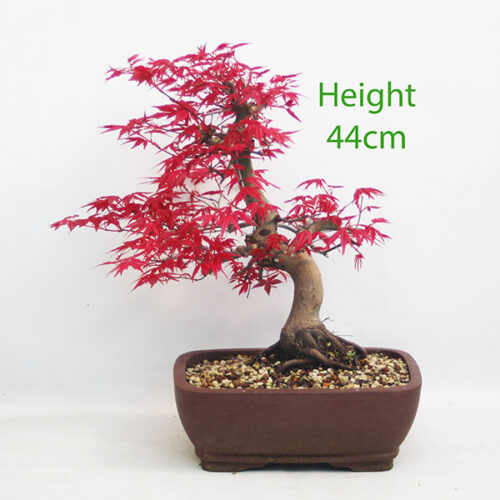 Acer Palmatum Deshojo Japanese Maple Bonsai Tree Number 311P