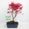 Acer Palmatum Deshojo Japanese Maple Bonsai Tree Number 67P