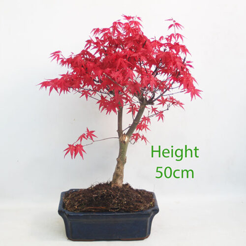 Acer Palmatum Deshojo Japanese Maple Bonsai Tree Number 59P