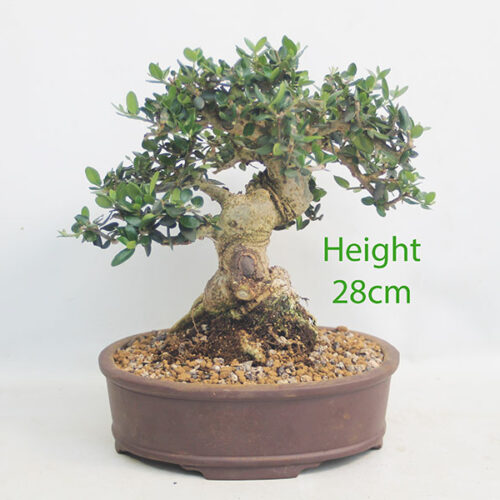 Olive Bonsai Tree Number 263P