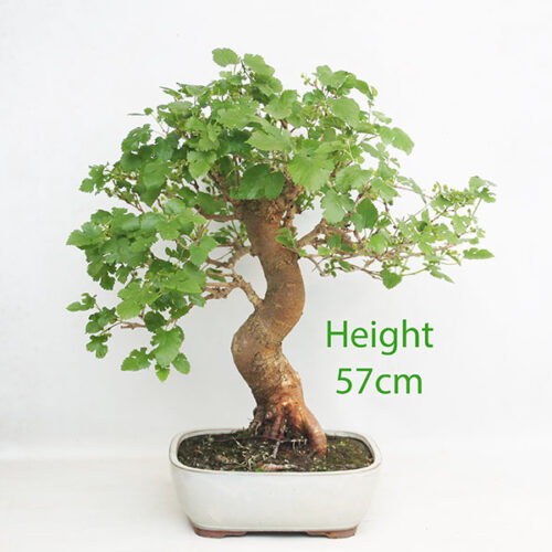 Mulberry Bonsai Tree Number 211P