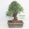 Cork Bark Chinese Elm Bonsai Tree Number 103P