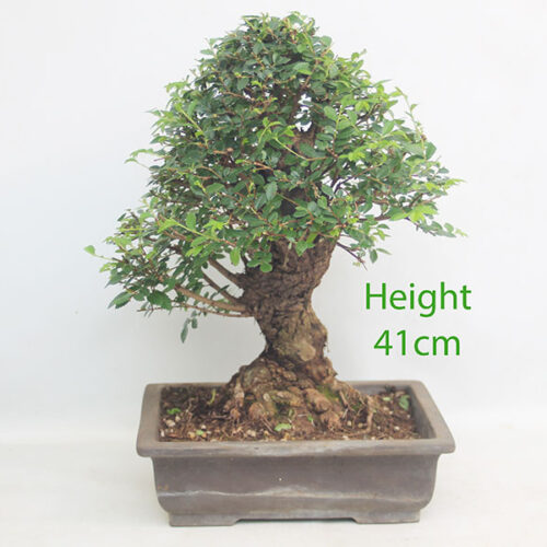 Cork Bark Chinese Elm Bonsai Tree Number 103P