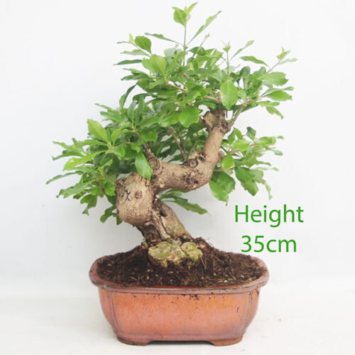 Durantha Flowering Bonsai Tree Number 53Y