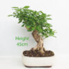 Durantha Flowering Bonsai Tree Number 178P