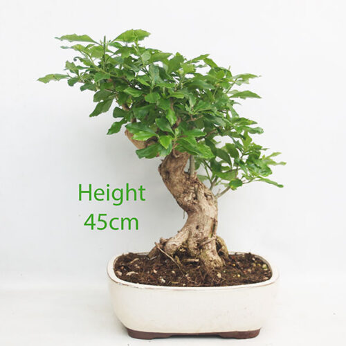 Durantha Flowering Bonsai Tree Number 178P