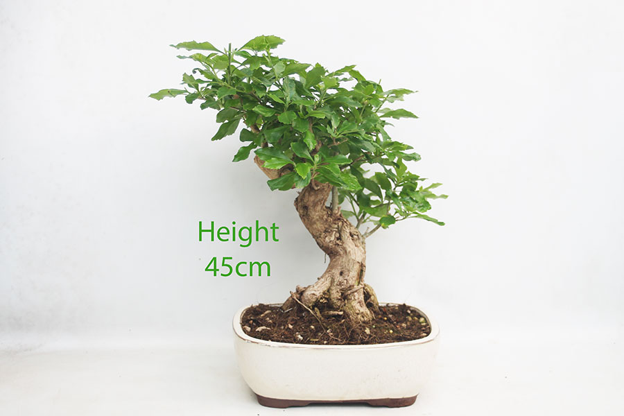 Durantha Flowering Bonsai Tree Number 178P