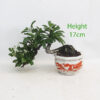 Pyracantha Flowering Bonsai Tree Number 257P
