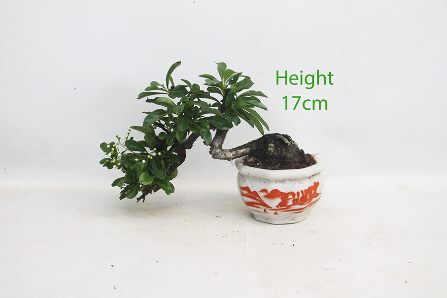 Pyracantha Flowering Bonsai Tree Number 257P