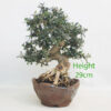 Olive Bonsai Tree Number 87P