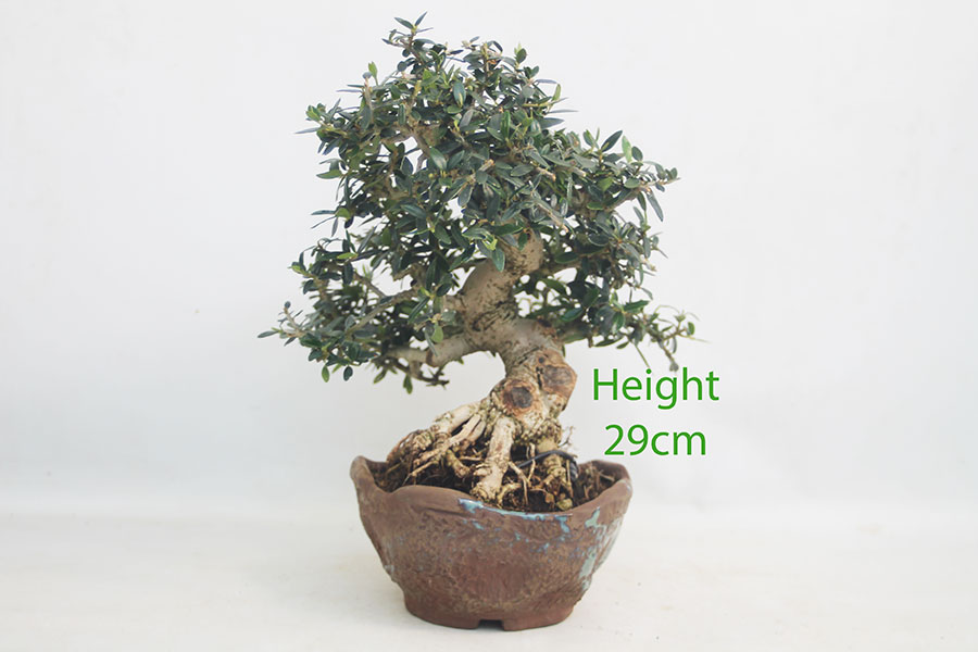 Olive Bonsai Tree Number 87P