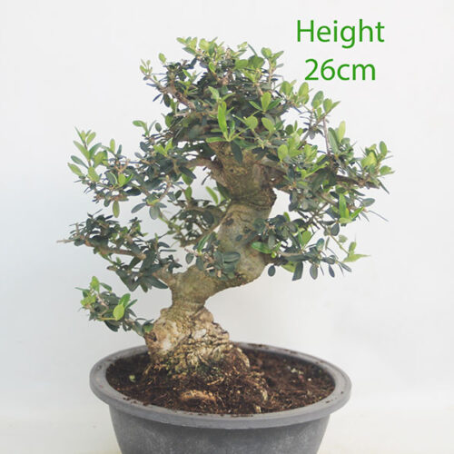 Olive Bonsai Tree Part Trained Number 225P