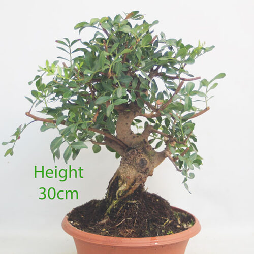 Pistachio Bonsai Tree Part Trained Number 73P