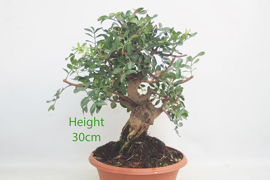 Pistachio Bonsai Tree Part Trained Number 73P