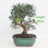 Pistachio Bonsai Tree Number 55P