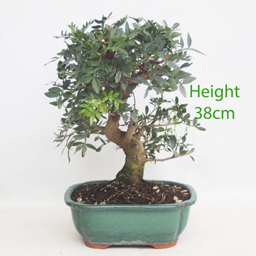 Pistachio Bonsai Tree Number 55P
