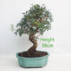 Pistachio Bonsai Tree Number 67P