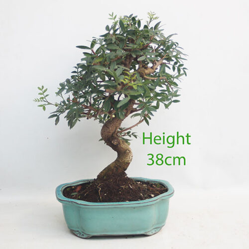 Pistachio Bonsai Tree Number 67P