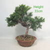 Chinese Juniper Bonsai Tree Number 59P