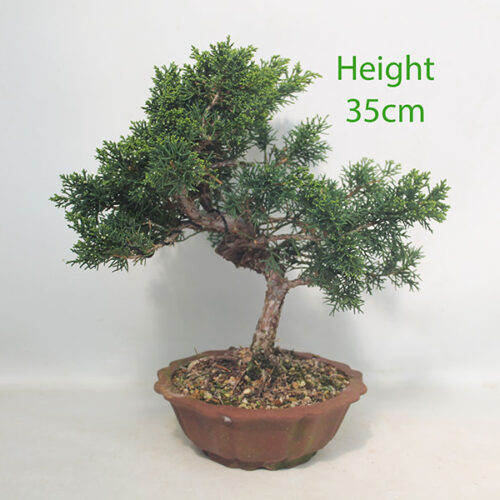 Chinese Juniper Bonsai Tree Number 59P