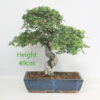 Chinese Elm Bonsai Tree Number 64P