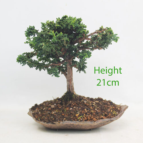 Sekka Hinoki Cypress Bonsai Tree Number 344P