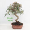 Willow Leaf Ficus Bonsai Tree Number 3P