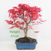 Acer Palmatum Deshojo Japanese Maple Bonsai Tree Number 316P