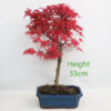 Acer Palmatum Deshojo Japanese Maple Bonsai Tree Number 12Y